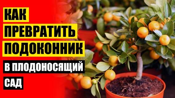 🔔 Карликовые плодовые деревья для дома в горшках 💯 Необычные комнатные растения с фото ⭐