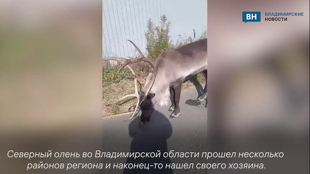 Во Владимирской области северный олень нашел хозяина