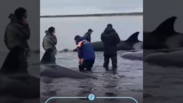 На Камчатке спасают семью косаток.