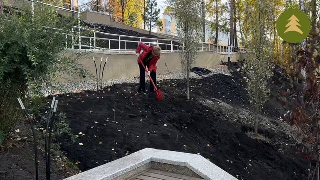 Посадка деревьев на новой лестнице