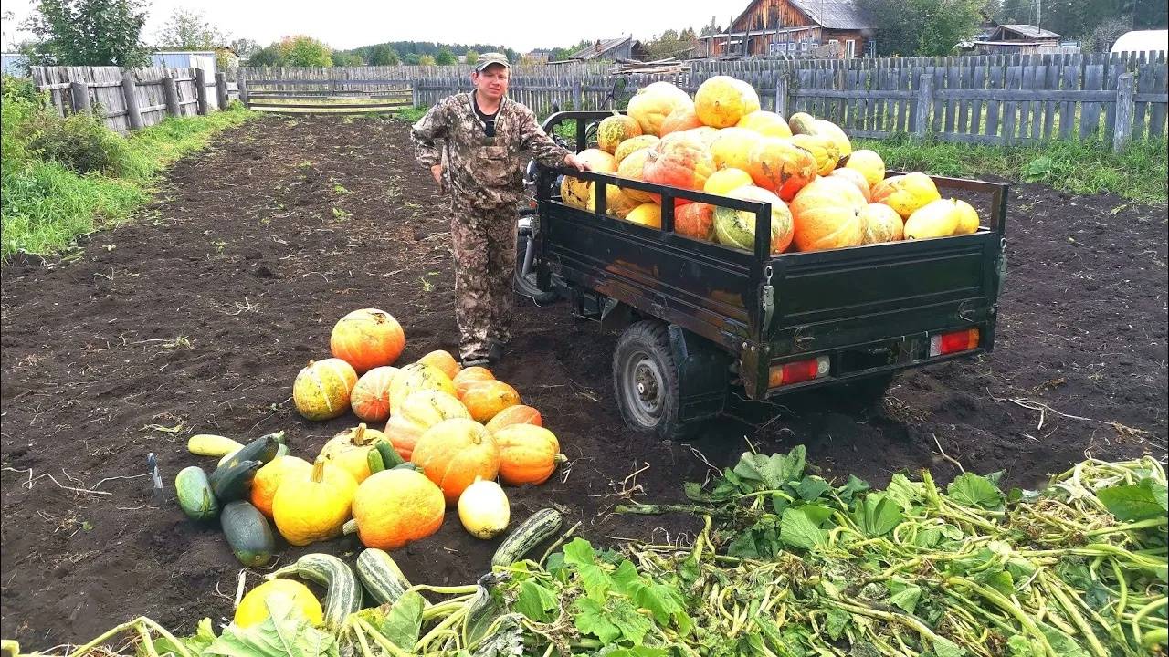 ЗАГОТОВКА КОРМА БУРЁНКЕ.СБОР КЛЮКВЫ НА БОЛОТЕ.НАТКНУЛИСЬ НА ЗМЕЮ.