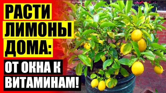 😎 СКОЛЬКО ЗРЕЕТ ЛИМОН КОМНАТНЫЙ ❌ ЛАЙМОВОЕ ДЕРЕВО В ДОМАШНИХ УСЛОВИЯХ