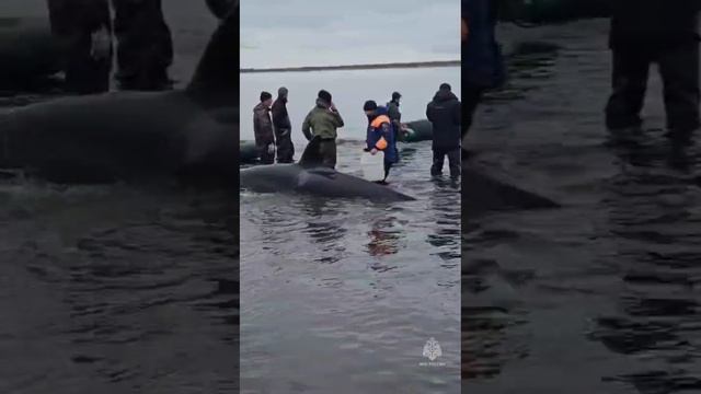 Косатки попали в плен лимана на западе Камчатки