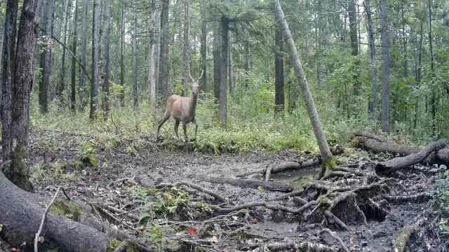 скрытая камера