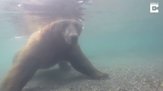 Медведь на рыбалке