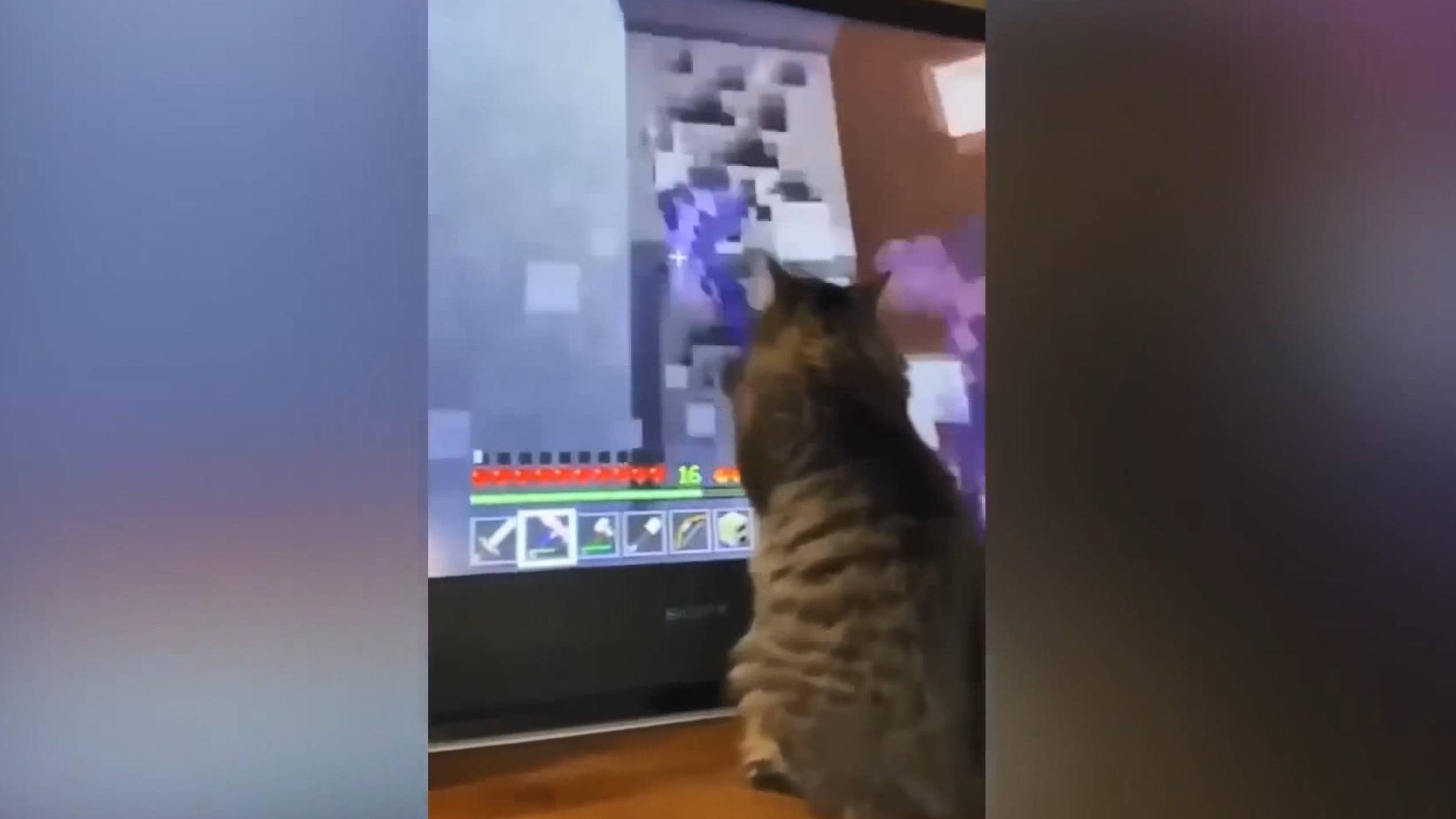 Игры с котами, часть 1. Кот играет в Minecraft :)