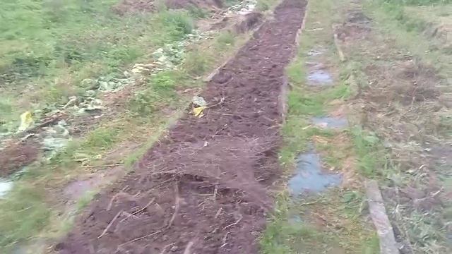 Чеснок вырастет крупный, если сделать так.