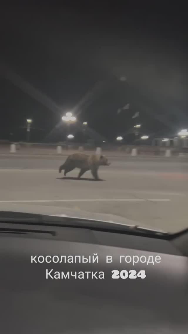 косолапый в городе