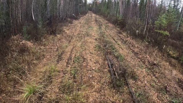 Три дня в тайге с другом детства .