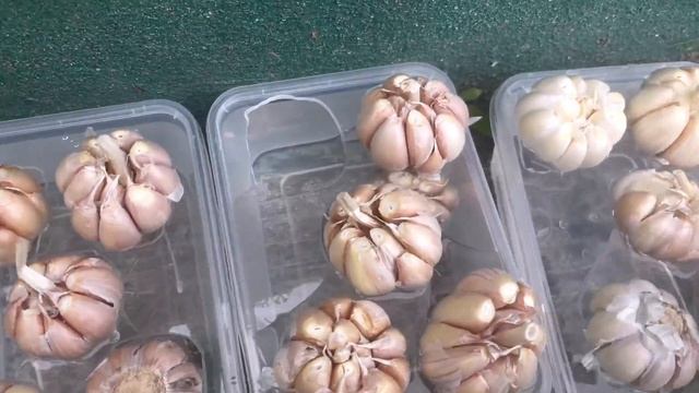 Tips  on how to easily grow garlic  using second-hand items at home #how #growgarlic  #gardening