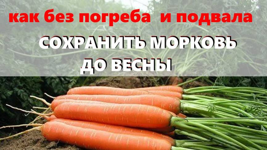 Узнаем, как сохранить морковь и свеклу до весны не имея погреба или подвала