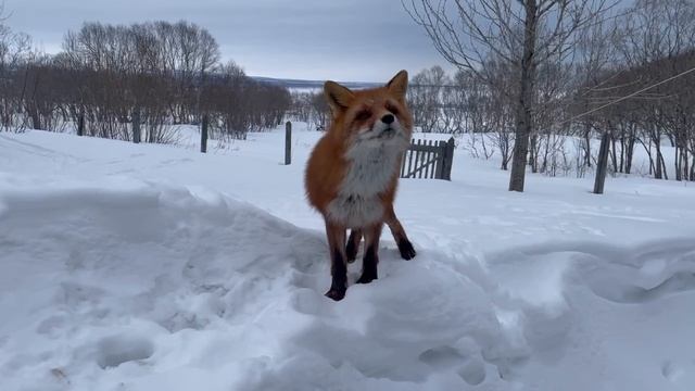 Камчатка_Кордон Семячек