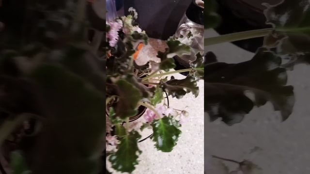 petal_20241002_203514.mp4