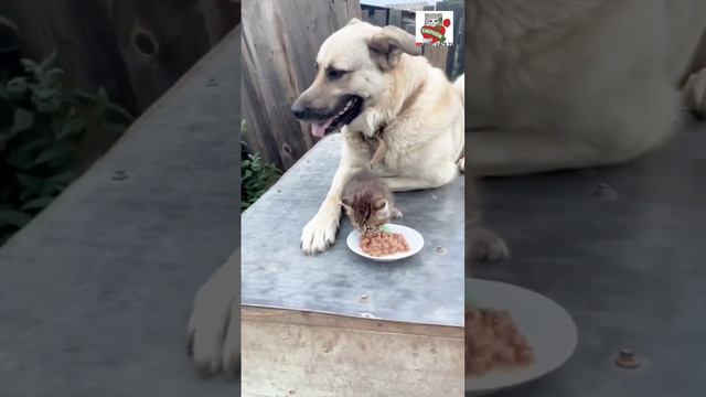 Люди разъединились а кошка с собакой подружились 🌞😺❤️🐶🌎