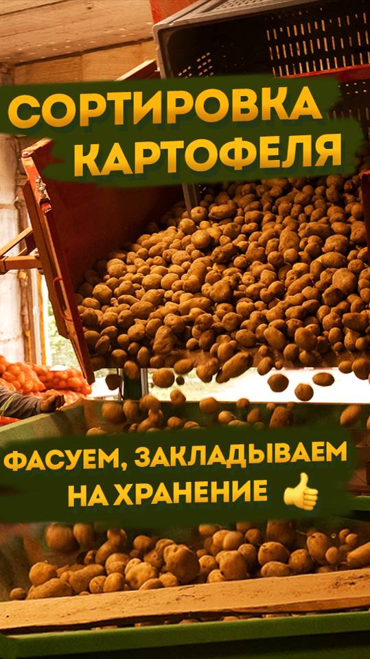 СОРТИРОВКА КАРТОФЕЛЯ: Калиброванный, отборный результат