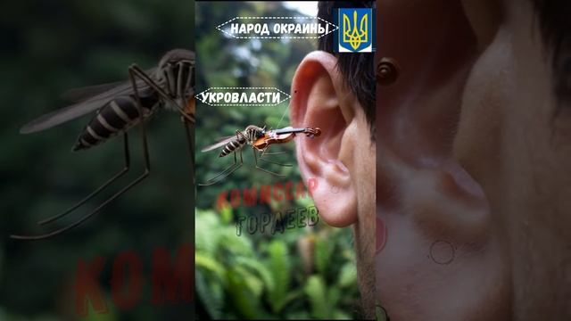 Украинскому народу пора прихлопнуть комара, фальшивит последние лет тридцать...