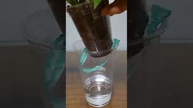 Фитильный полив своими руками💦