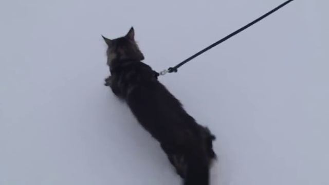 Рычание мейн куна Дамура. Maine coon Damur - Walk and growling.