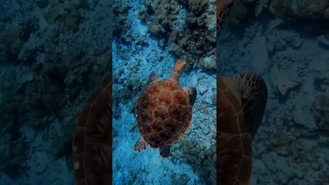 Подводный мир 🐢

#подводой #подводныймир #черепаха