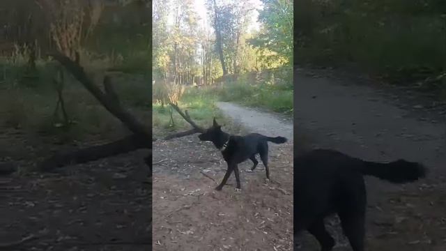 Крестик Нолик 5 02.10.2024