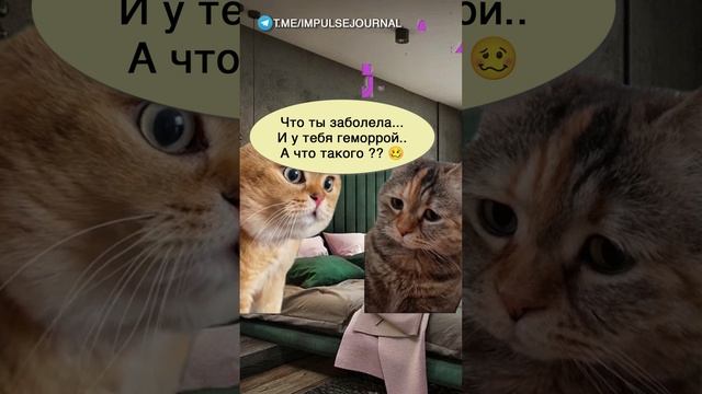 Сломанный телефон #мыкотики #вмем #разговор #анекдот #шутки #кот #юмор #смешное #прикольно #мемы