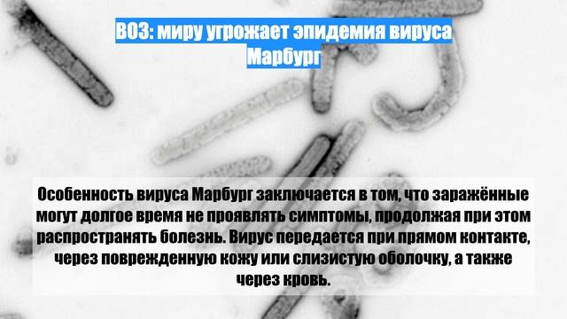 ВОЗ: миру угрожает эпидемия вируса Марбург