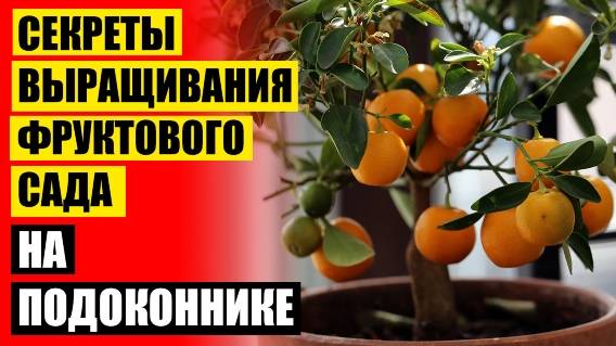 Карликовые плодовые деревья для подмосковья купить 🔥 Миниатюрные деревья яблони