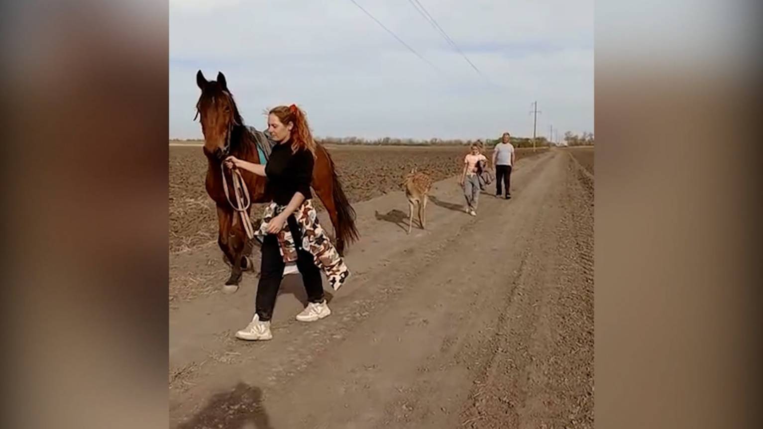 Сбежавшую из конного клуба годовалую олениху нашли в лесополосе на Кубани