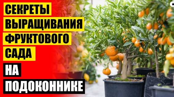 💯 Мандарин из косточки в домашних условиях выращивание 🔴 Неприхотливые комнатные растения для кух