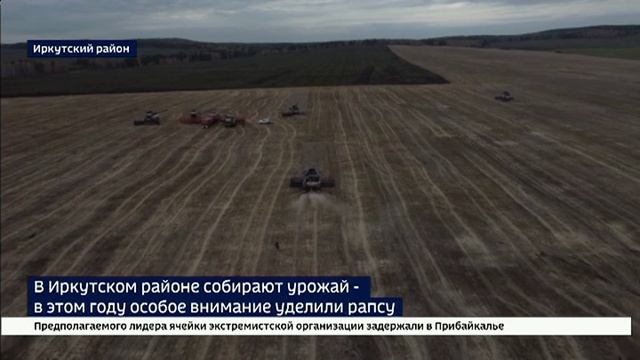 В Иркутском районе собирают урожай — в этом году особое внимание уделили рапсу