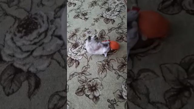Домашний питомец