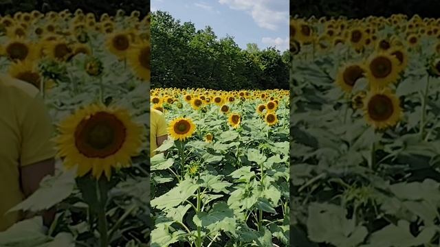 petal_20240906_000731.mp4