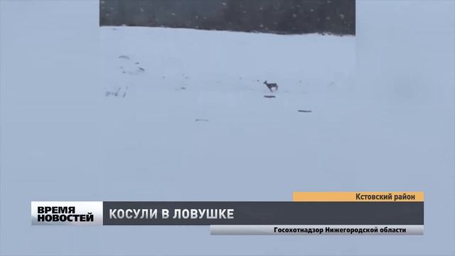 Провалившихся в котлован косуль спасли в Кстовском районе Нижегородской области