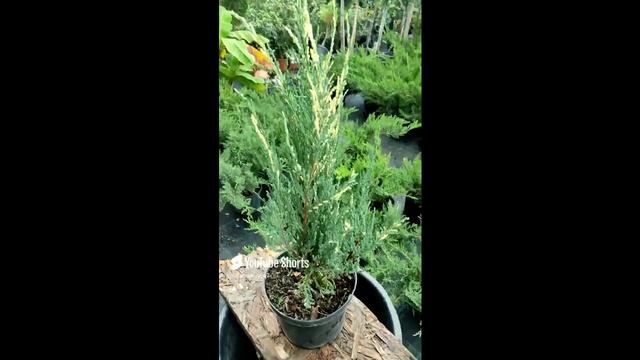 Интересный можжевельник Блю эроу варигата #сад #дача #plants #растения