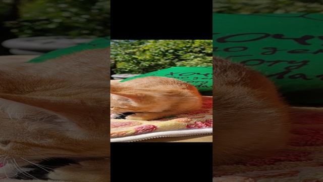 Рыжий