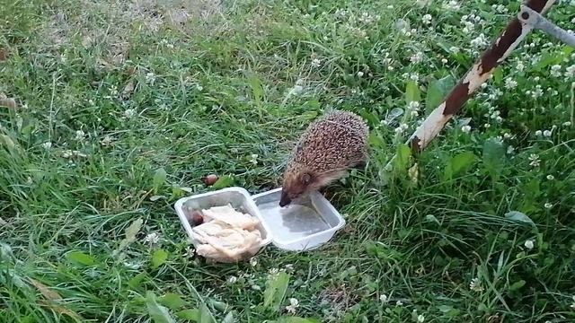 про ёжиков, который у нас  кормились...ёжик пьёт воду.
_20240627_220740