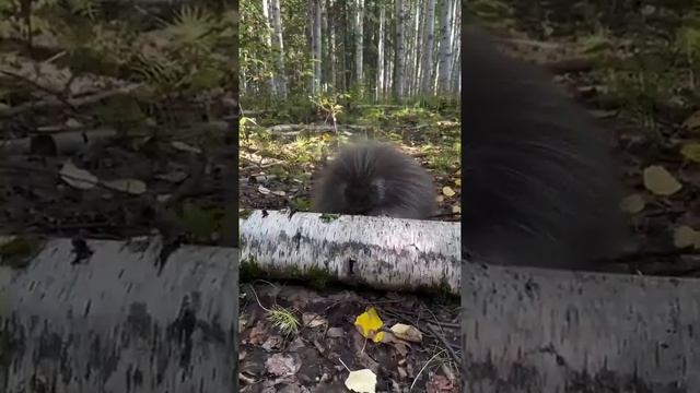 Ёшкин кот и сложное препятствие