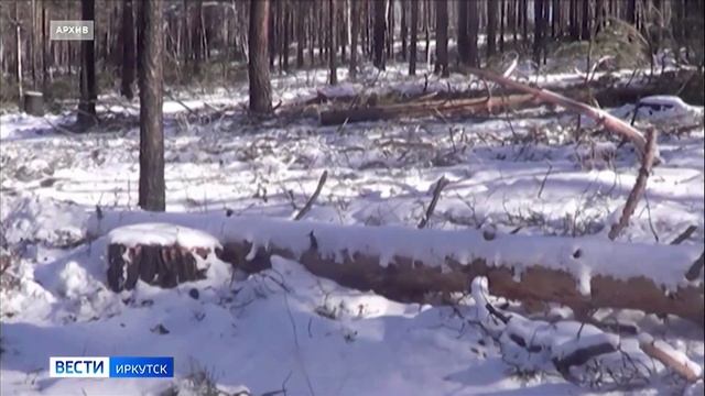 В злоупотреблении полномочиями и получении взятки обвиняются директор Качугского лесхоза и его замес