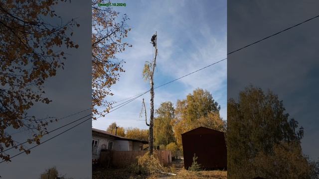 #альпинизм #арбористика #удаление #дерево #береза #ляхи #меленки #муром #касимов #владимир