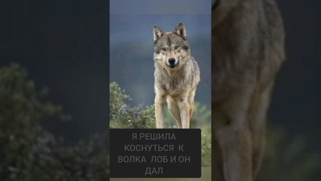 ЗАЧЕРОВАНЫЙ ЛЕС ХРАНИТЕЛЬ И ВОЛК И ДРУГИЕ 1 СЕЗОН 3 СЕРИЯ