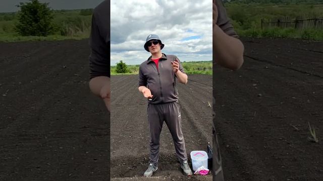 Новый сезон посадки тыквы. Начало 8.06.2024г