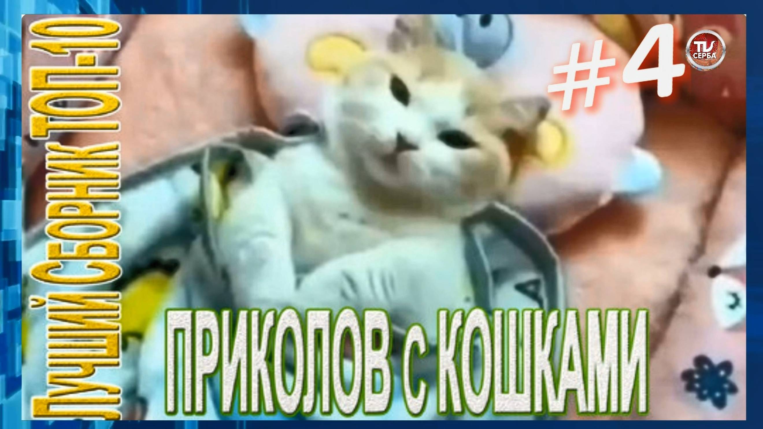 Топ-10 ПРИКОЛОВ с КОШКАМИ 🐱  СМЕШНЫЕ КОШКИ 😂 ЛУЧШИЕ ПРИКОЛЫ С КОТАМИ (4 часть)