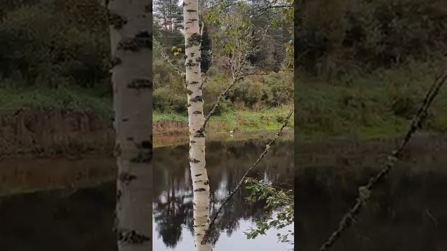Белая птица... Сегодняшняя встреча. #tataanriпитер #nature