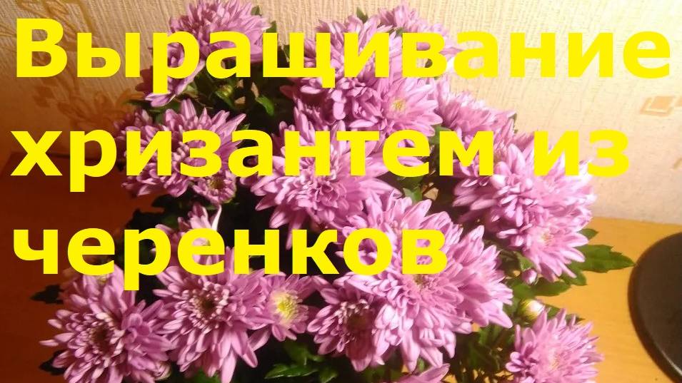 Выращивание хризантем из черенков