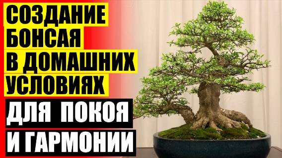 ⭐ КУПИТЬ КОМНАТНЫЕ РАСТЕНИЯ В НОВОСИБИРСКЕ ⚠ БОНСАЙ ФИКУС УХОД В ДОМАШНИХ УСЛОВИЯХ 💯