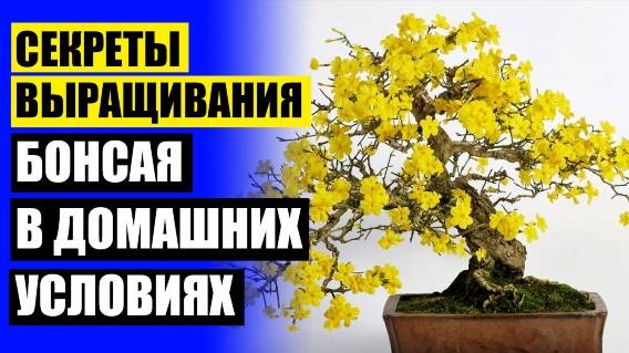 ❗ Бонсай в горшке живой 🔥 Комнатные растения моего дома и их родина