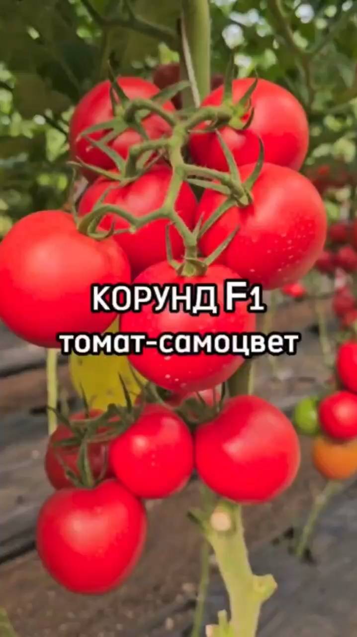 Как получить максимальный урожай томатов при любых условиях?