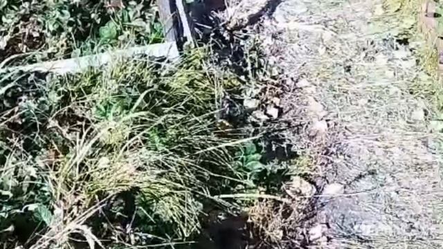 ПОСАДИЛИ В #ГРЯДКИ #ЧЕСНОК И СЕМЕЙНЫЙ #ЛУК ПОД #ЗИМУ/ВЫРВАЛИ ЦВЕТЫ/В ТЕПЛИЦЕ ЗАМЁРЗЛИ #ТОМАТЫ