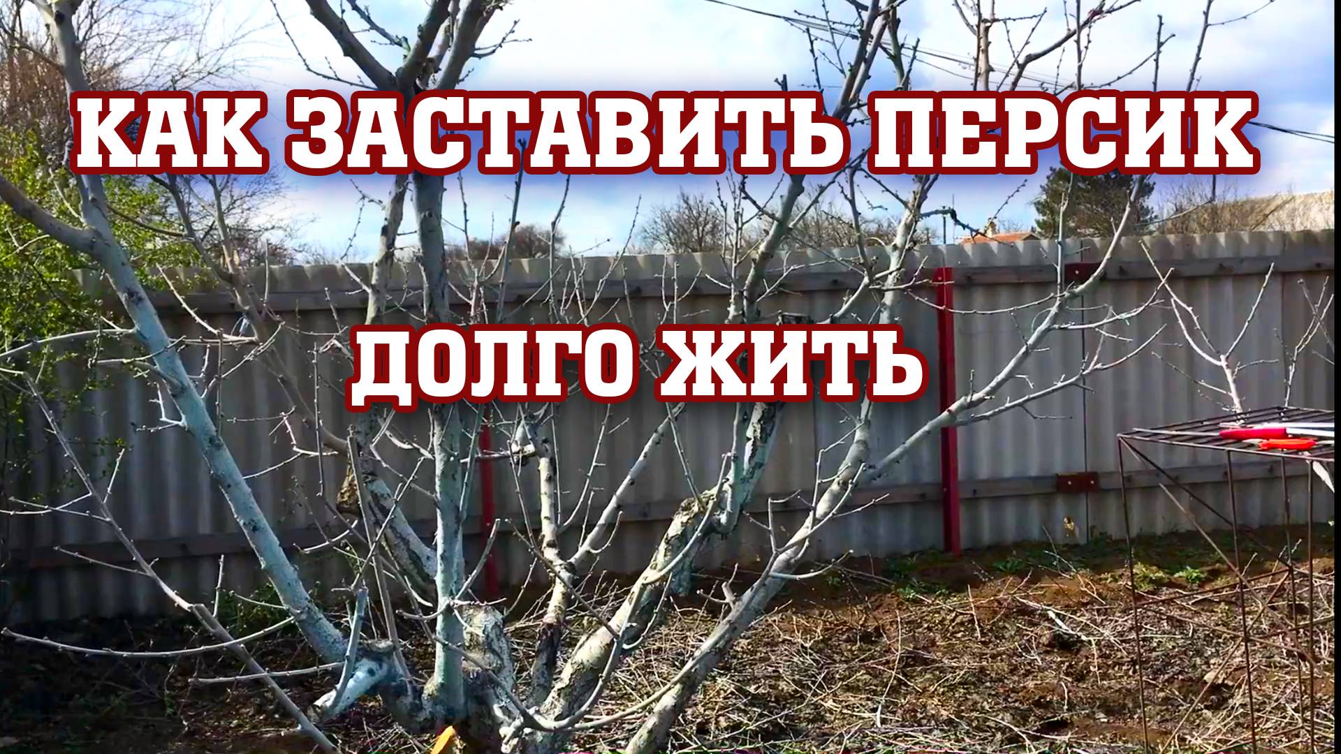 Как заставить ПЕРСИК долго жить!!!