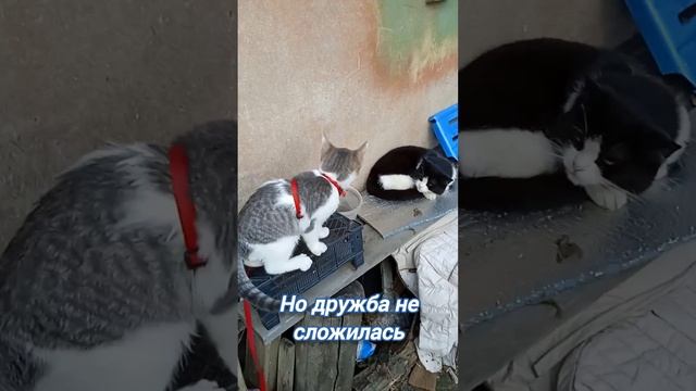 Video.Guru_неожиданная встреча, но дружба не сложилась #котики